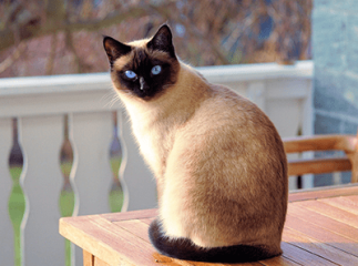 chat fait pipi partout